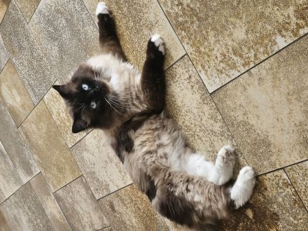 Heilige Birma Deckkater