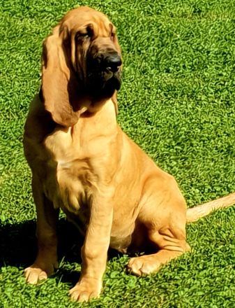 Bloodhound - Chien Saint Hubert