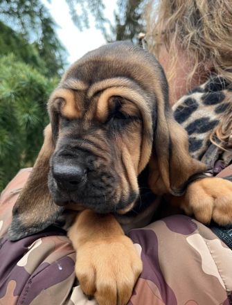 Bloodhound - Chien Saint Hubert Welpen