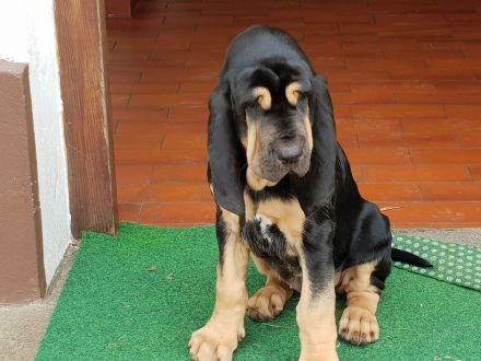 Bloodhound - Chien Saint Hubert