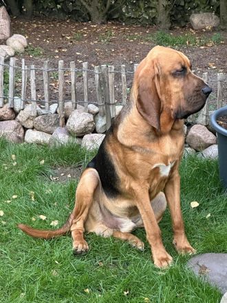 Bloodhound - Chien Saint Hubert