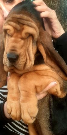 Bloodhound - Chien Saint Hubert Welpen