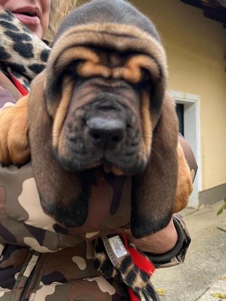 Bloodhound - Chien Saint Hubert Welpen