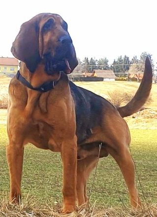 Bloodhound - Chien Saint Hubert Welpen