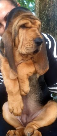 Bloodhound - Chien Saint Hubert Welpen