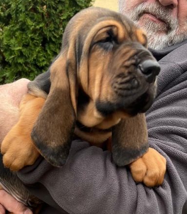 Bloodhound - Chien Saint Hubert Welpen
