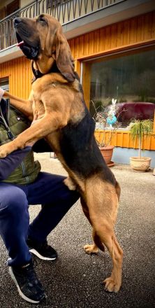 Bloodhound - Chien Saint Hubert Welpen