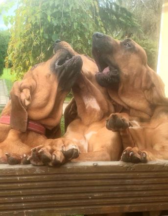 Bloodhound - Chien Saint Hubert