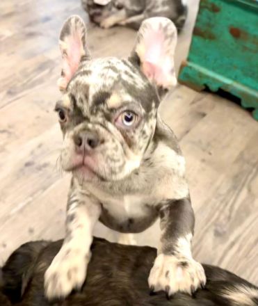 Kerngesunder Frenchie Welpe