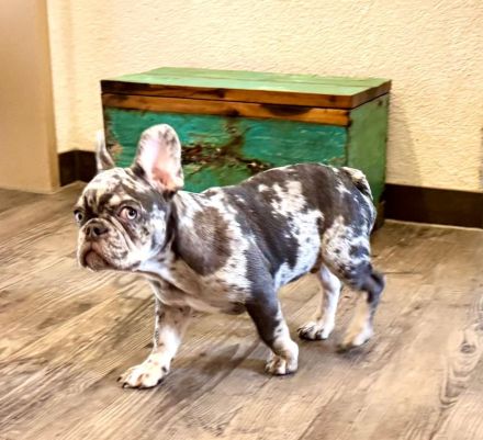 Kerngesunder Frenchie Welpe