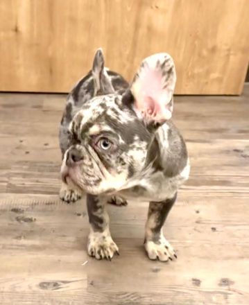 Kerngesunder Frenchie Welpe