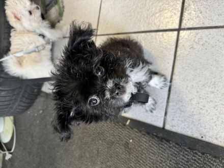 Maltesermixwelpen suchen dringend ein neues zuhause!