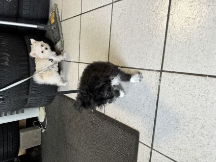 Maltesermixwelpen suchen dringend ein neues zuhause!