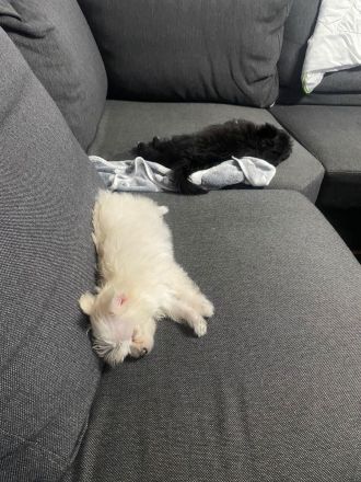 Maltesermixwelpen suchen dringend ein neues zuhause!