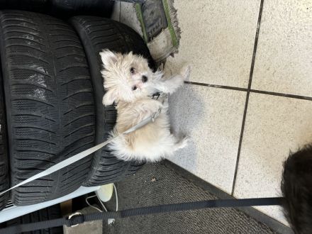 Maltesermixwelpen suchen dringend ein neues zuhause!