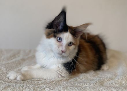 Zwei Maine Coon Mädchen