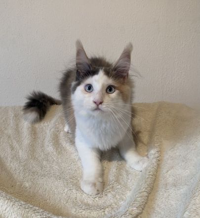 Zwei Maine Coon Mädchen