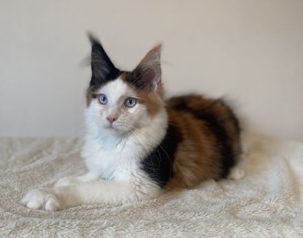 Zwei Maine Coon Mädchen