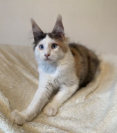 Zwei Maine Coon Mädchen