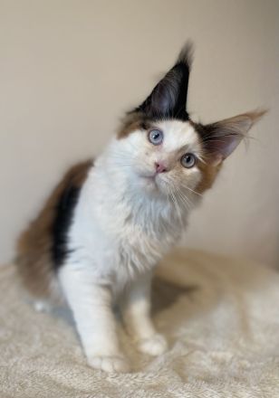 Zwei Maine Coon Mädchen