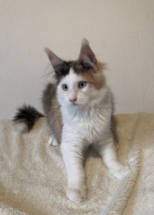 Zwei Maine Coon Mädchen