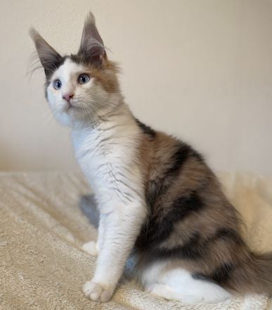 Zwei Maine Coon Mädchen