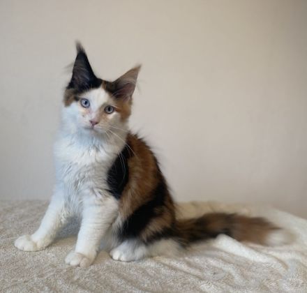 Zwei Maine Coon Mädchen