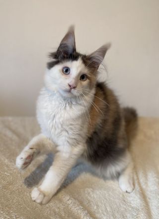 Zwei Maine Coon Mädchen