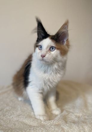 Zwei Maine Coon Mädchen