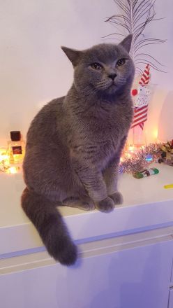 BKH Kater grau...8 Monaten