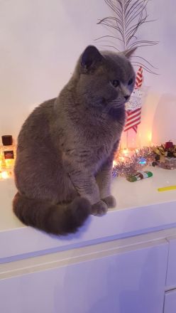 BKH Kater grau...8 Monaten