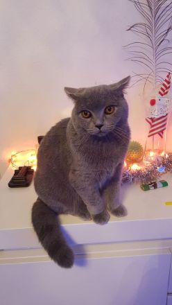 BKH Kater grau...8 Monaten