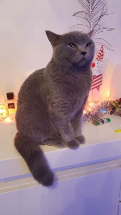 BKH Kater grau...8 Monaten