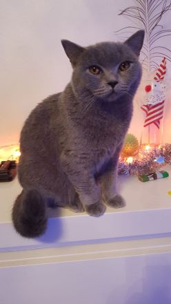 BKH Kater grau...8 Monaten