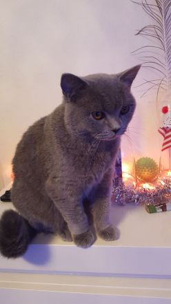 BKH Kater grau...8 Monaten