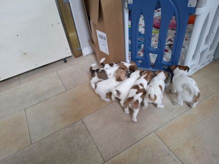 Jack Russell Terrier Welpen