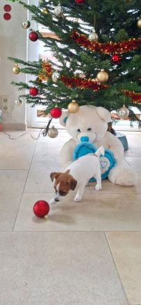 Jack Russell Terrier Welpen