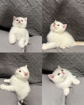 Reinrassige BKH Kitten