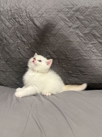 Reinrassige BKH Kitten