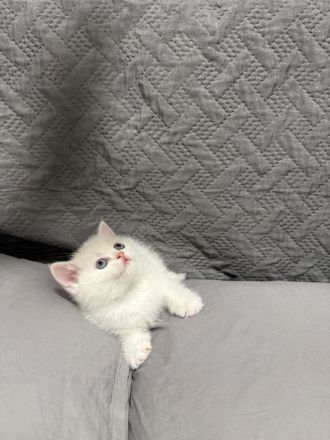 Reinrassige BKH Kitten