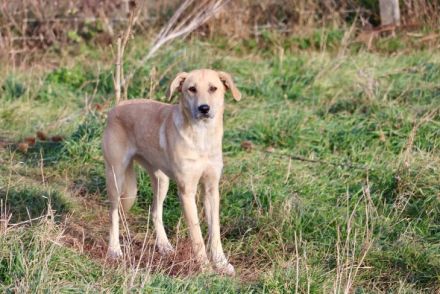 Zarte Angie sucht ein geduldiges Zuhause