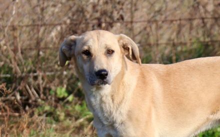 Zarte Angie sucht ein geduldiges Zuhause