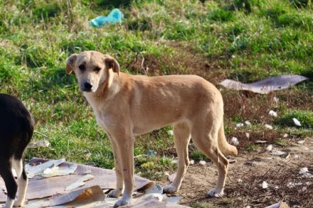 Zarte Angie sucht ein geduldiges Zuhause