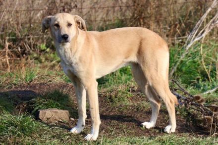 Zarte Angie sucht ein geduldiges Zuhause