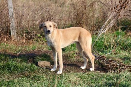 Zarte Angie sucht ein geduldiges Zuhause