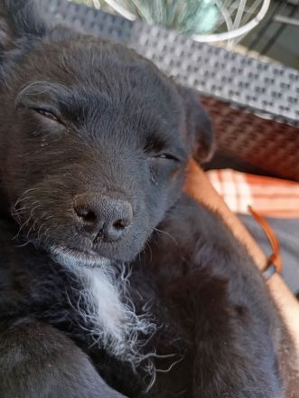 Jack Russel Mischling