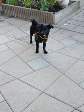 Jack Russel Mischling