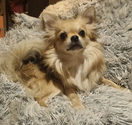 Langhaar Chihuahua Deckrüde!