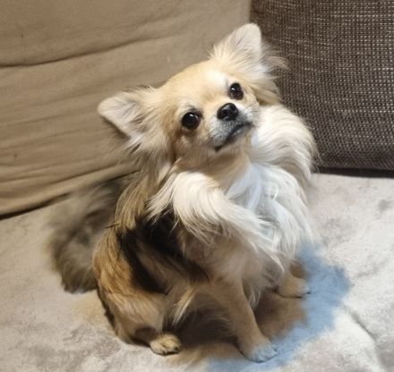 Langhaar Chihuahua Deckrüde!