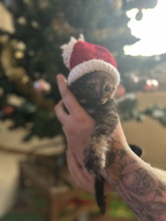 Maine Coon Mix Kätzchen